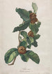 Néflier cultivé Mespilus germanica - Gerard van Spaendonck — vista dell’opera