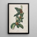 Néflier cultivé Mespilus germanica - Gerard van Spaendonck — quadro incorniciato alla parete
