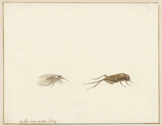 Gerardus van Veen - Twee insecten.webp