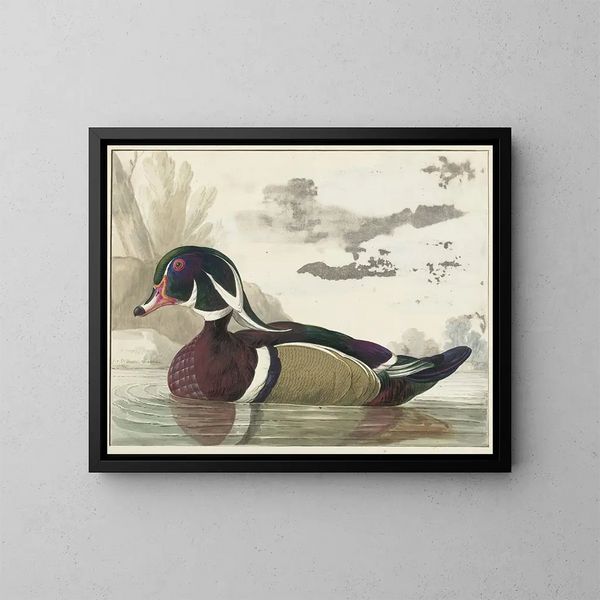 Canard di Caroline - Gerrit van den Heuvel — quadro incorniciato alla parete