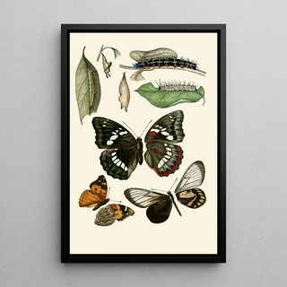 Gesellschaft Isis in Dresden - Deutsche entomologische Zeitschrift pl 1.webp