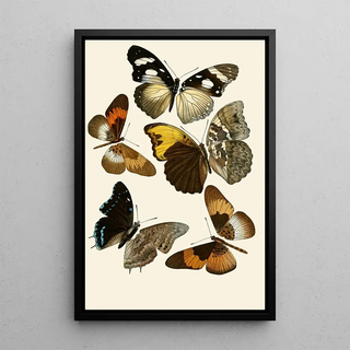 Gesellschaft Isis in Dresden - Deutsche entomologische Zeitschrift pl 2.webp