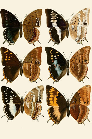 Gesellschaft Isis in Dresden - Deutsche entomologische Zeitschrift pl 3.webp