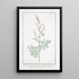 Giorgio Bonelli - Absinthium Ponticum seu Romanum officinarum Ascenzo Pontico Romano Absinthe Artemisia Pontica Lin Spec Pl Roman wormwood.webp