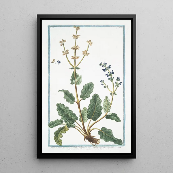 Giorgio Bonelli - Horminum Sylvestre floribus dilute azzureis in verticillum dispositis Ormino e Betonica Salvaiiea Ormin Clary Common Clarry Orvale Toutebonne Clear Eye See Bright Eyebright.webp
