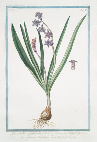 Giorgio Bonelli - Hyacintus orientalis floribus Caeruleis Giancinto turchino Semplice Iacinthe Garden Hyacinth.webp