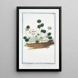 Giorgio Bonelli - Hydrocotyle vulgaris Ranunculus aquaticus Ranunculo acquatico Lecuelle deau Marsh Penny.webp