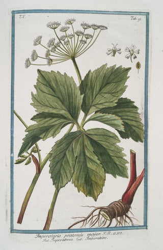 Giorgio Bonelli - Imperatoria pratensis major Imperatoire Masterwort.webp