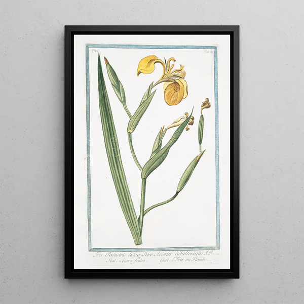 Giorgio Bonelli - Iris palustris lutea sive Acorus adulterinus Acoro falso LIris ou Flambe Yellow giglio.webp