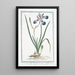 Iris versicolore - Giorgio Bonelli — quadro incorniciato alla parete