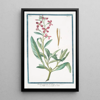 Giorgio Bonelli - Leucojum purpureum vel rubrum Viola rossa ou Violier Spring snowflake.webp