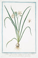Lilia Hyacinthus vulgaris flore niveo Giglio di vallombrosa Le Lys - Giorgio Bonelli — vista dell’opera