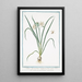 Lilia Hyacinthus vulgaris flore niveo Giglio di vallombrosa Le Lys - Giorgio Bonelli — quadro incorniciato alla parete