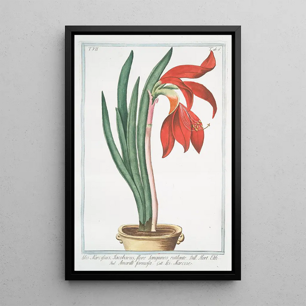 Giorgio Bonelli - Lilionarcissus Jacobaeus flore sangiuneo rutilante Amarilli formosa Narcise LilyDaffodil.webp