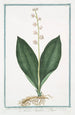 Lilium Convallium latifolium flore pleno variegato Fioraliso o Mughetto Muguet - Giorgio Bonelli — vista dell’opera