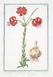 Lilium purpureo sanguineum flore reflexo Ricci di Dama Lys - Giorgio Bonelli — vista dell’opera