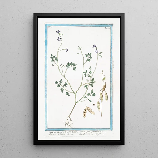 Giorgio Bonelli - Lunaria magorum sive Lunaria annua floliis cardamnae floribus rubentibus c Lunaria de maghi Annual honesty Silver dollar.webp