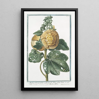 Giorgio Bonelli - Malva Rosea folio subrotundo flore pleno luteo et subluteo Mauve Rose.webp