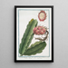 Melocactus Americanus trigonus flore albo Cactus Cereo Américain figuier d'Inde - Giorgio Bonelli — quadro incorniciato alla parete