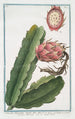 Melocactus Americanus trigonus flore albo Cactus Cereo Américain figuier d'Inde - Giorgio Bonelli — vista dell’opera