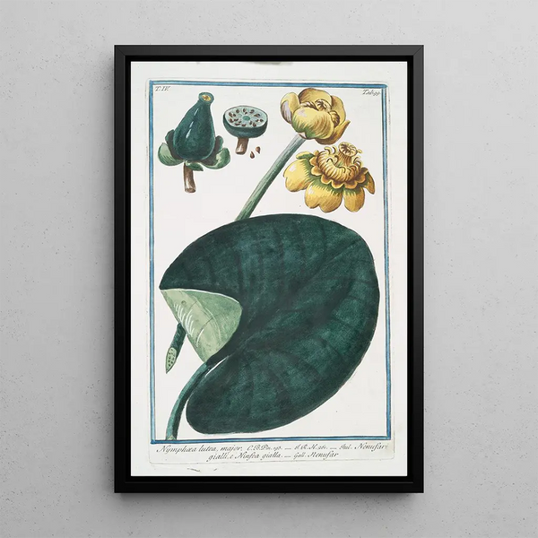 Giorgio Bonelli - Nymphaea major Nenufari gialli e Ninfea gialla Nenufar Waterlillies.webp