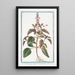 Ocimum foliis ex viridi violaceis dentatis floribus suave rubentibus Basilico sanguigno Basilic - Giorgio Bonelli — quadro incorniciato alla parete
