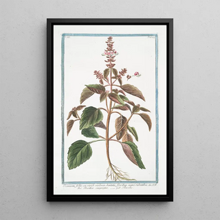 Giorgio Bonelli - Ocimum foliis ex viridi violaceis dentatis floribus suave rubentibus Basilico sanguigno Basillic Basil.webp