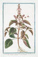 Ocimum foliis ex viridi violaceis dentatis floribus suave rubentibus Basilico sanguigno Basilic - Giorgio Bonelli — vista dell’opera