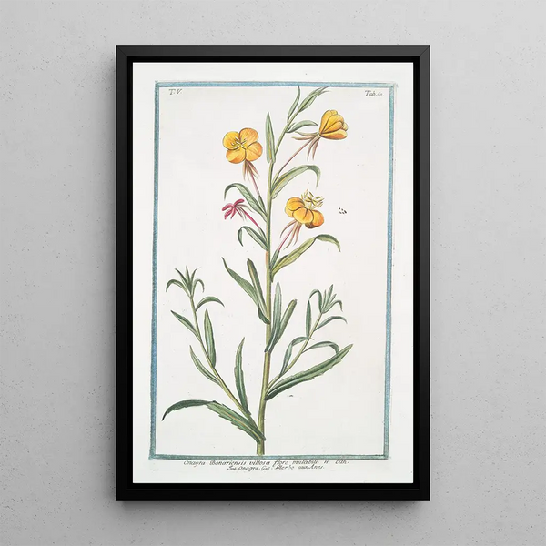 Giorgio Bonelli - Onagra Bonariensis villosa flore mutabili Onagra LHerbe aux Anex.webp