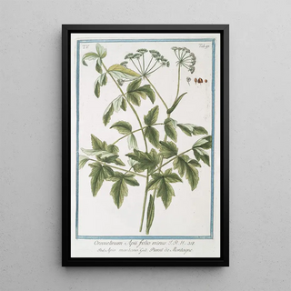 Giorgio Bonelli - Oreoselirum Apii folio minus Apio montamo Persil de Montagne Montain parsley.webp