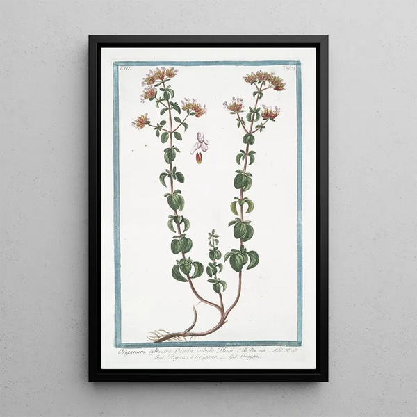 Giorgio Bonelli - Origanum sylvestre Cunila bubula Plinii Regano e Origano Origan Wild Marjoram.webp
