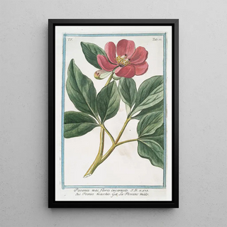 Giorgio Bonelli - Paeonia mas flores incarnato Peonia maschio La Pivoine male.webp