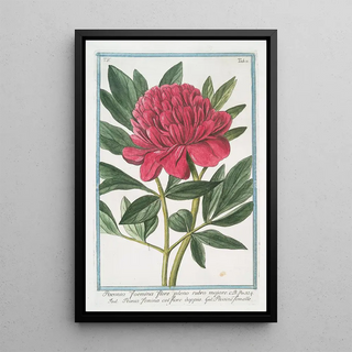 Giorgio Bonelli - Paoenia foemina flore pleno rubro mojore Peonia femina col Fiore dopio Pivoine femelle Peony.webp