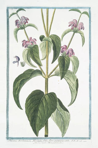 Giorgio Bonelli - Phlomis Narbonensis Hormini folio flore purpurascente Herba vneti MonspeliensibusPhlomis Taurica Sage.webp