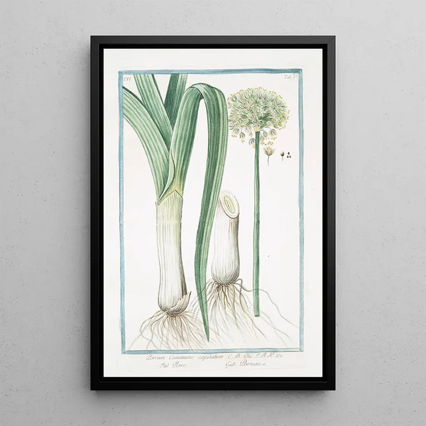 Giorgio Bonelli - Porrum commune capitatum Porro Porreau Leek.webp