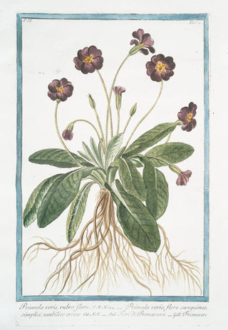 Giorgio Bonelli - Primula varis rubro fiore Primula veris flore sanguineo simplici umbilico croceo Fiori di Primavera Primevere.webp