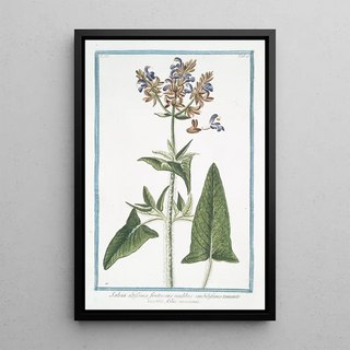 Giorgio Bonelli - Salvia altissima frutescens caulibus candidissimo tomento vestitis foliis maximis Tallest Sage.webp