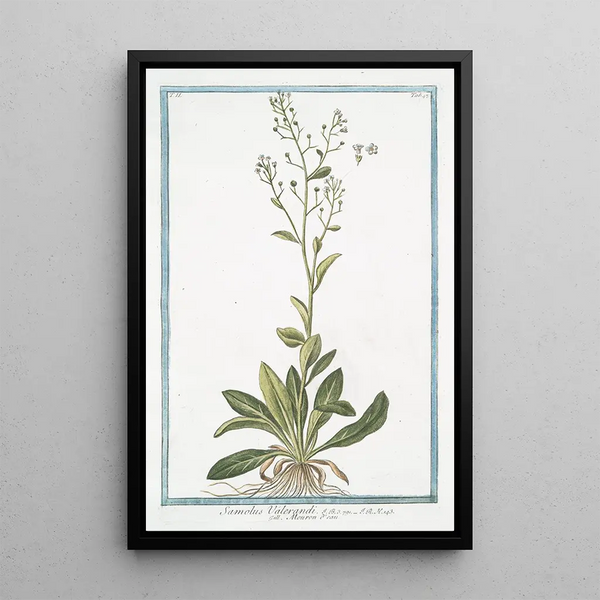 Giorgio Bonelli - Samolus Valerandi Mouron deau Brookweed.webp
