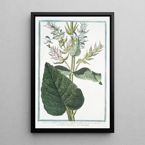 Giorgio Bonelli - Sclarea vulgaris lanuginosa amplissimo folio Sclara maggiore Toutebonne Common Sage.webp