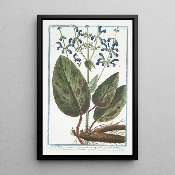 Giorgio Bonelli - Sclaria Italica maxima longius radicata sanguineis maculis notata foliis oblongis floribus azzurreis Sclarea Asphodeli radice Toutebonne Clarysage.webp