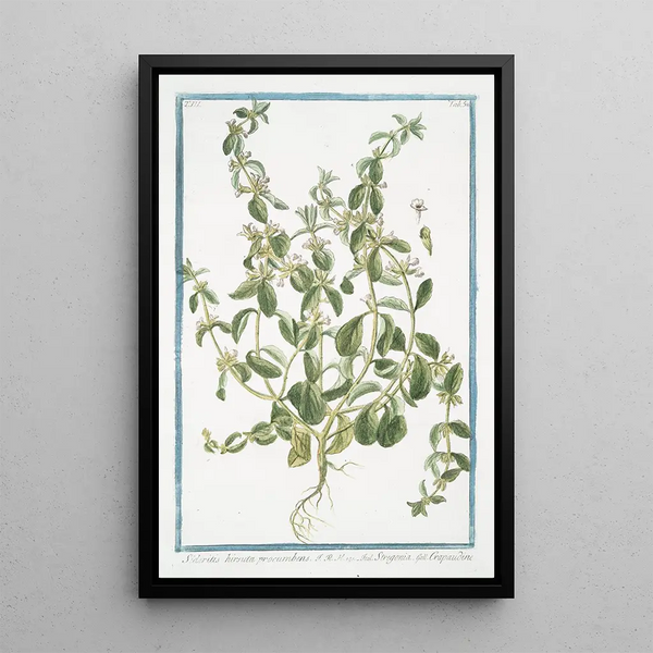 Giorgio Bonelli - Sideritis hirsuta procumbens Stregpmoa Crapaudine.webp