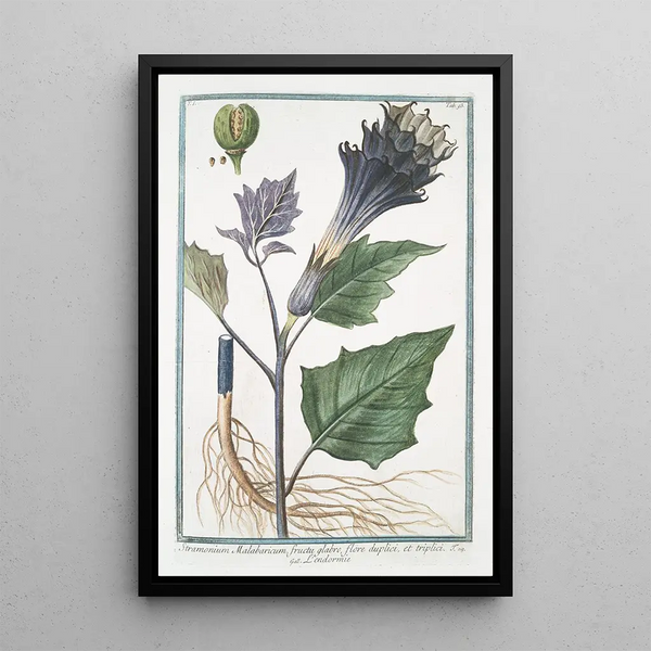 Giorgio Bonelli - Stramonium Malabaricum fructu glabro flore duplici et triplici Lendormie Thornapple.webp