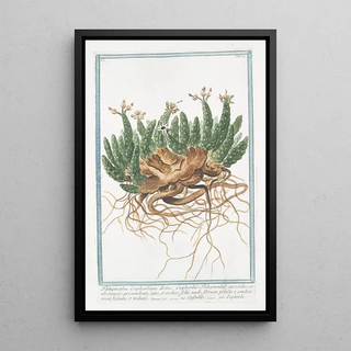 Giorgio Bonelli - Tithymalus Euphorbium dictus EuphobioTithymalus aizooides caule ramoso procumbente tetro et nodoso foliis nudo florum petalis e candido roseis bidentis et tridentis Euforbio.webp