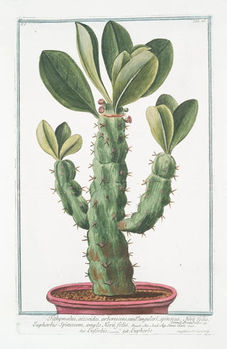 Giorgio Bonelli - Tithymalus aizooidesarborescens caudce angulari spinosus Nerii foliis EuphorbioSpinosum ample Nerii folio Euforbio Euphorbe.webp