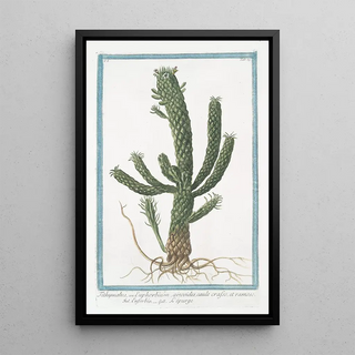 Giorgio Bonelli - Tithymalus seu Euphorbium aizoodes caule crasso et ramoso Euforbio Lpurge.webp