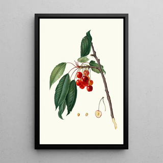 Giorgio Gallesio - Ciliegia acquajuola Cerasus Ciliegio acquaiolo Cherries.webp