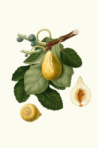 Giorgio Gallesio - Fico gentile Ficus carica sativa Common Fig.webp