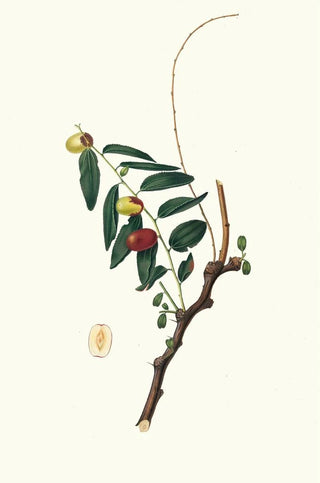 Giorgio Gallesio - Giuggiola a frutto oblongo Ziziphus vulgaris Jujube.webp
