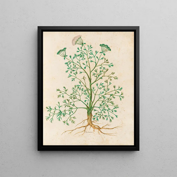 Giovanna Garzoni - Piante varie Pl26.webp