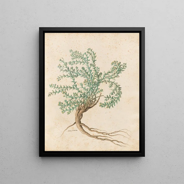 Giovanna Garzoni - Piante varie Pl49.webp